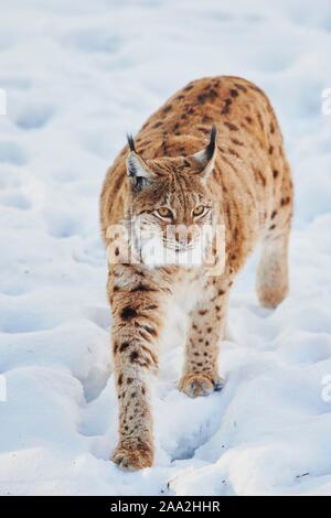 Eurasischen Luchs (Lynx lynx) im Winter, Captive, Nationalpark Bayerischer Wald, Bayern, Deutschland, Europa Stockfoto