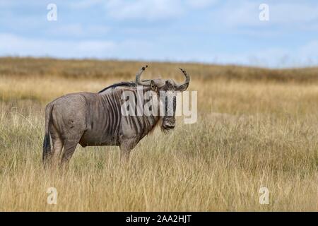Streifengnu (connochaetes Taurinus) steht im hohen Gras, Erwachsener, Amboseli National Park, Kenia Stockfoto