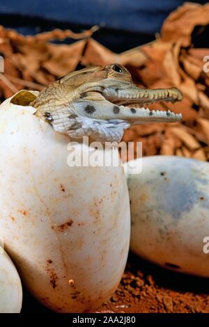 West African schlank-snouted Krokodil (Mecistops Cataphractus) Schlüpfen aus dem Ei, Captive, West Afrika Stockfoto