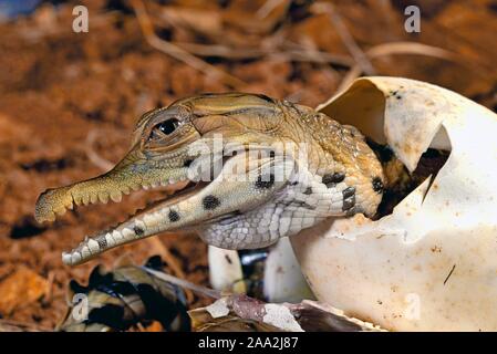 West African schlank-snouted Krokodil (Mecistops Cataphractus) Schlüpfen aus dem Ei, Captive, West Afrika Stockfoto