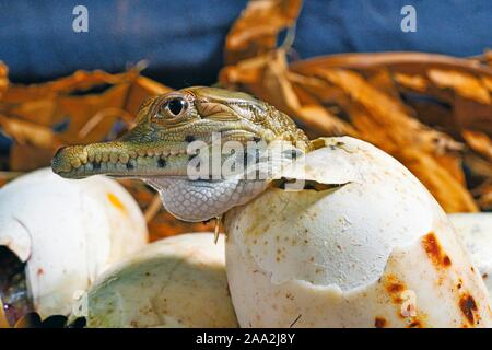 West African schlank-snouted Krokodil (Mecistops Cataphractus) Schlüpfen aus dem Ei, Captive, West Afrika Stockfoto