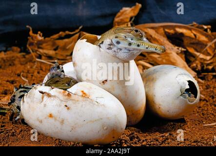 West African schlank-snouted Krokodil (Mecistops Cataphractus) Schlüpfen aus dem Ei, Captive, West Afrika Stockfoto