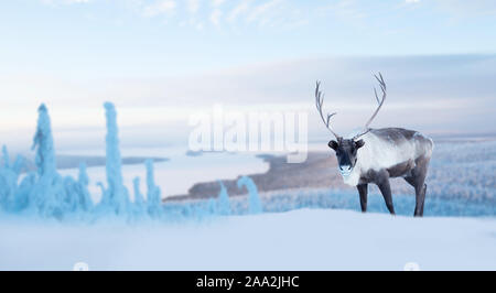 Große männliche Hirsche im nördlichen Winter Wald mit Schnee und Frost Weihnachten Silvester feiern Hintergrund Kopie Platz für Text abgedeckt Stockfoto