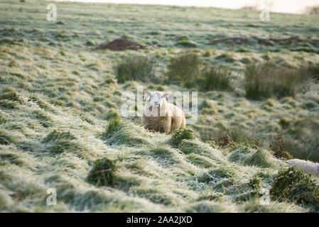 Chipping, Preston, Lancashire. 19. Nov 2019. UK Wetter: ein harter Frost am Morgen der kälteste Nacht des Herbstes so weit an der Splitterung, Preston, Lancashire. Quelle: John Eveson/Alamy leben Nachrichten Stockfoto