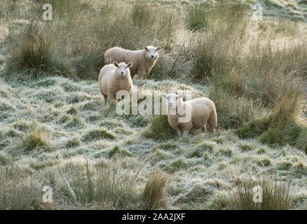 Chipping, Preston, Lancashire. 19. Nov 2019. UK Wetter: ein harter Frost am Morgen der kälteste Nacht des Herbstes so weit an der Splitterung, Preston, Lancashire. Quelle: John Eveson/Alamy leben Nachrichten Stockfoto