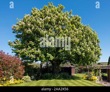 Reifen Rosskastanie (Aesculus hippocastanum) wächst im heimischen Garten und in weiße Blüte Blumen bedeckt, Leicestershire, England, Großbritannien Stockfoto