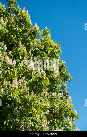 Reifen Rosskastanie (Aesculus hippocastanum) in weiße Blüte Blüten gegen den klaren blauen Himmel, Leicestershire, England, Großbritannien Stockfoto