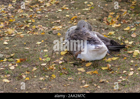 Große, graue Hausgans versteckt seinen Kopf ins Gefieder während der Verlegung auf herbstlichen Boden und wartet auf die nächsten Tage verringern Stockfoto