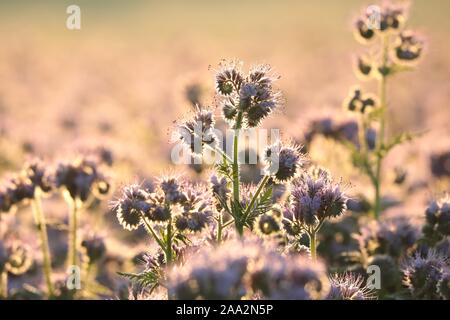Lacy phacelia (Phacelia tanacetifolia) bei Sonnenaufgang. Stockfoto