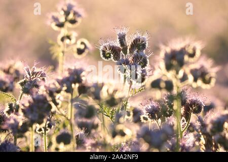 Lacy phacelia (Phacelia tanacetifolia) bei Sonnenaufgang. Stockfoto