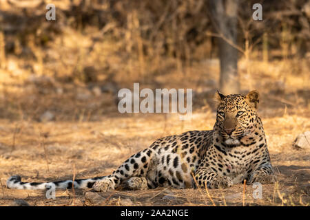 Indische Leopard oder Panther oder panthera Pardus fusca mit Blickkontakt. Wandern am frühen Morgen Licht bei jhalana Wald Leopard finden Jaipur Indien Stockfoto