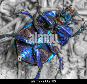 Bunte in Rückenlage Mistkäfer closeup in grau Ambiente Stockfoto