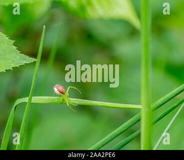 Kleine grüne crab Spider auf eine Pflanze, stipe in grünem Ambiente Stockfoto