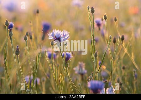 Kornblumen im Feld bei Sonnenuntergang. Stockfoto