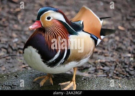 Männliche Mandarinente (Aix Galericulata) Stockfoto