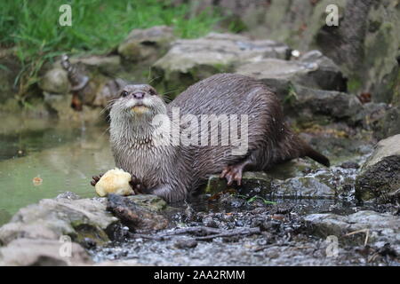 Weibliche asiatische Short-Clawed Otter, Minnie (Amblonyx cinerea) Stockfoto