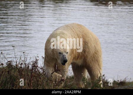 Männliche Eisbären, Pixel, bei Yorkshire Wildlife Park (Ursus maritimus) Stockfoto