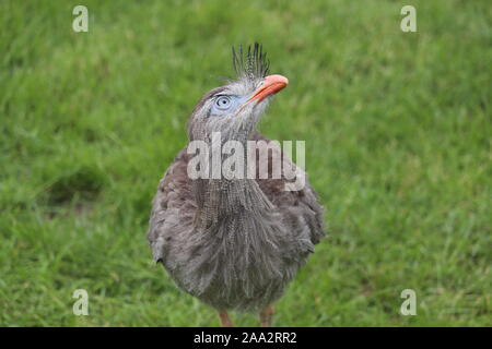 Männliche Red-Legged Seriema, Delta (Cariama cristata) Stockfoto