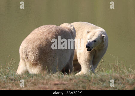 Eisbären, Nobby & Nissan, Spielen & Umarmen (Ursus maritimus) Stockfoto