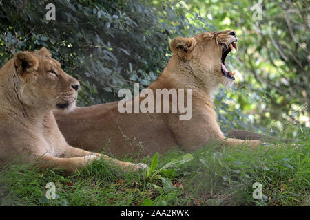 Weibliche asiatische Löwen, Kumari & Kiburi (Panthera leo persica) Stockfoto