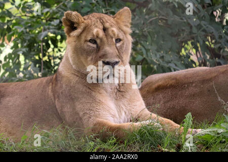 Weibliche asiatische Löwen, Kumari (Panthera leo persica) Stockfoto