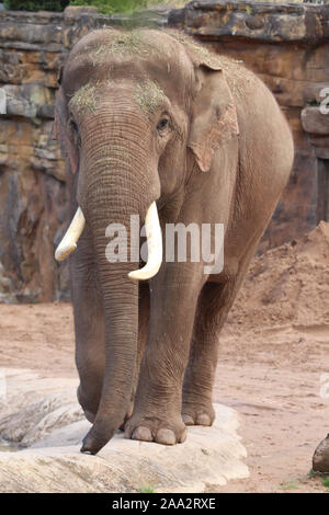 Männliche, Aung Bo Asiatischen Elefanten (Elephas maximus) Stockfoto