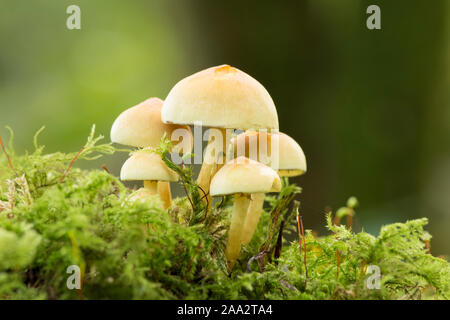 Hypholoma fasciculare Schwefel Büschel, kleine Gruppe von fünf Fliegenpilzen auf Moosigen gefallenen Stamm, Sussex, Großbritannien, Oktober Stockfoto