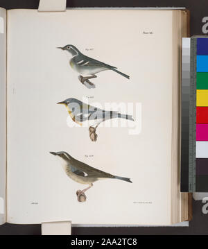 107. Die blau-graue Warbler (Sylvicola caerulea). 108. Die Blau Gelb-backed Warbler (Sylvicola americana). 109. Die Black-throated Blau Warbler (Sylvicola canadensis).; 107. Die blau-graue Warbler (Sylvicola caerulea). 108. Die Blau Gelb-backed Warbler (Sylvicola americana). 109. Die Black-throated Blau Warbler (Sylvicola canadensis). Stockfoto