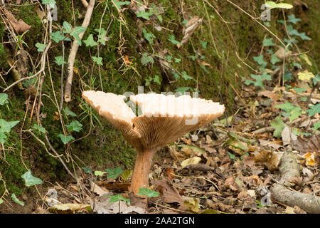 Einzelne große Trooping Trichter Fliegenpilz, Clitocybe geotropa, Susex, Oktober Stockfoto