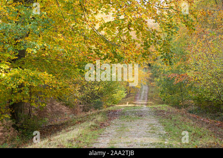 Stane Street, Römerstraße, Eartham Holz, Gemeine Buche Bäume im Herbst Farben, Sussex, UK, South Downs National Park. November Stockfoto