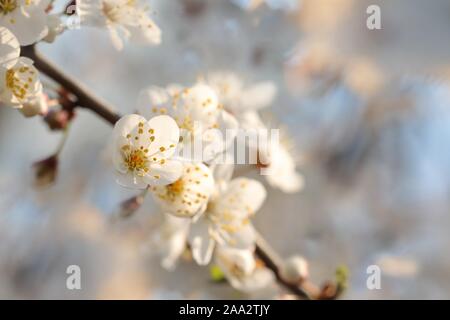 Feder weiß Blumen blühen auf einen Baum. Stockfoto