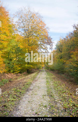 Stane Street, Römerstraße, Eartham Holz, Gemeine Buche Bäume im Herbst Farben, Sussex, UK, South Downs National Park. November Stockfoto