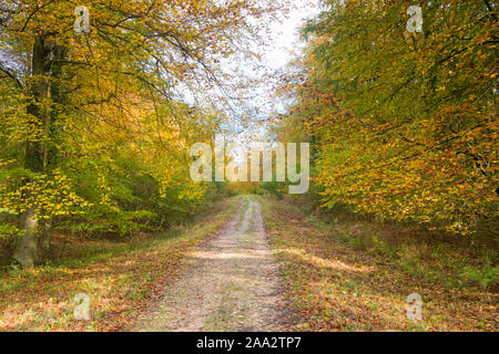 Stane Street, Römerstraße, Eartham Holz, Gemeine Buche Bäume im Herbst Farben, Sussex, UK, South Downs National Park. November Stockfoto