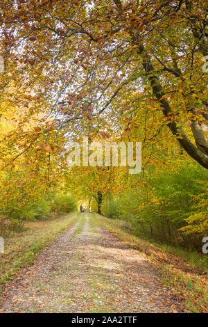 Stane Street, Römerstraße, Eartham Holz, Gemeine Buche Bäume im Herbst Farben, Sussex, UK, South Downs National Park. November Stockfoto