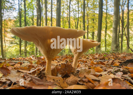 Zwei Trooping Trichter Fliegenpilzen in Laubbäume buche wald, Clitocybe geotropa, Susex, Oktober Stockfoto