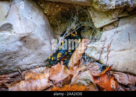 Nahaufnahme eines schwarzen und gelben Salamander versteckt in seinem Versteck unter einem Stein in den italienischen Dolomiten in der Nähe von Belluno Stockfoto