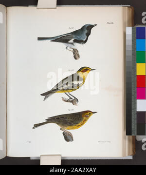 131. Die Black-throated Blau Warbler (Sylvicola canadensis). 132. Er Cape-May Warbler (Sylvicola maritima). 133. Die Nashville Warbler (Syvicola ruficapilla).; 131. Die Black-throated Blau Warbler (Sylvicola canadensis). 132. Er Cape-May Warbler (Sylvicola maritima). 133. Die Nashville Warbler (Syvicola ruficapilla). Stockfoto