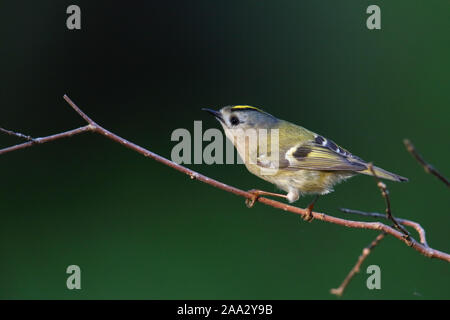 Goldcrest (Regulus in der Brutzeit Regulus), Feder, Europa. Stockfoto