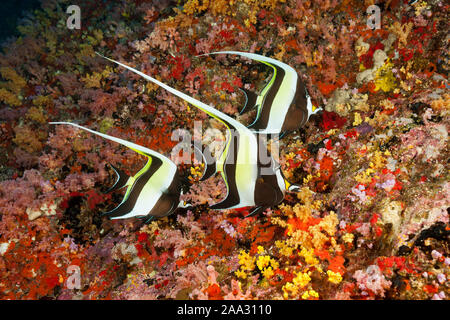 Maurische Idol, zanclus Dais, Felidhu Atoll, Malediven, Indischer Ozean Stockfoto