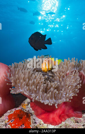 Malediven Anemonenfischen, Amphiprion nigripes, Felidhu Atoll, Malediven, Indischer Ozean Stockfoto