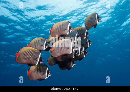 Shoal Redtail Butterfyfish, Chaetodon collare, Felidhu Atoll, Malediven, Indischer Ozean Stockfoto