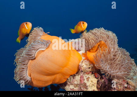 Malediven Anemonenfischen, Amphiprion nigripes, Süd Male Atoll, Malediven, Indischer Ozean Stockfoto