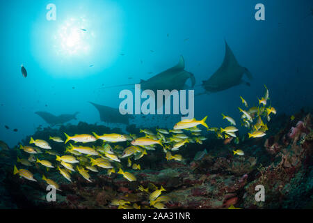 Reef Manta Manta alfredi, Ari Atoll, Malediven, Indischer Ozean Stockfoto