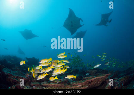 Reef Manta Manta alfredi, Ari Atoll, Malediven, Indischer Ozean Stockfoto