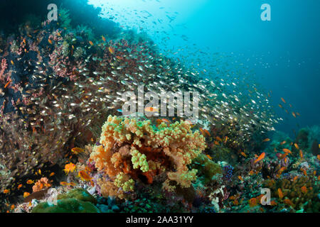 Pygmy Sweeper, Parapriacanthus ransonneti, Ari Atoll, Malediven, Indischer Ozean Stockfoto