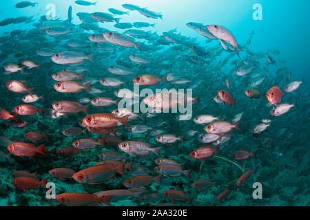 Der Halbmond-Tail Bigeye, Fischschwarm Priacanthus Hamrur, Ari Atoll, Indischer Ozean, Malediven Stockfoto