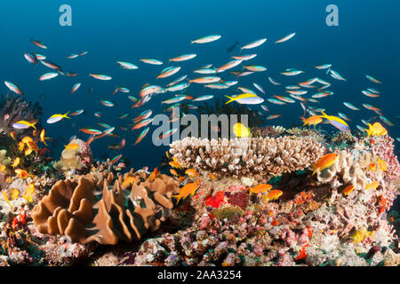 Farbige Coral Reef, Ari Atoll, Malediven, Indischer Ozean Stockfoto
