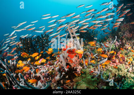 Farbige Coral Reef, Ari Atoll, Malediven, Indischer Ozean Stockfoto
