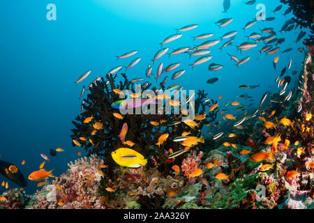 Farbige Coral Reef, Ari Atoll, Malediven, Indischer Ozean Stockfoto