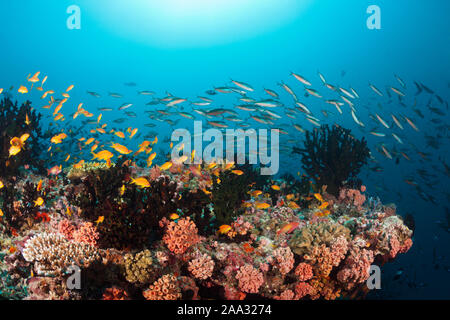 Farbige Coral Reef, Ari Atoll, Malediven, Indischer Ozean Stockfoto